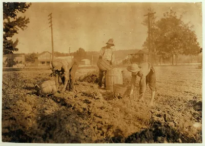 Digging potatoes. 14 and 16 years old. Location: Hardin County--West…, Kentucky, 1916
