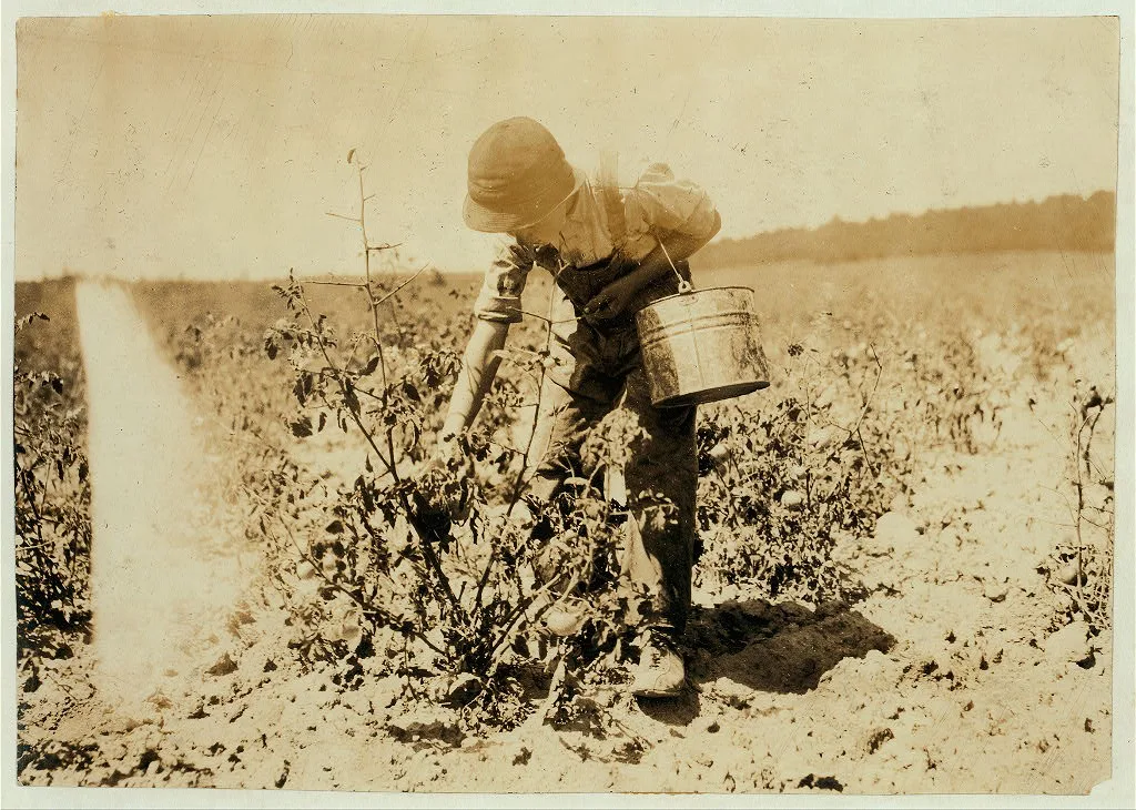 13-year old boy picking tomatoes on farm of W.T. Hill.  Location:…, Missouri, 1916