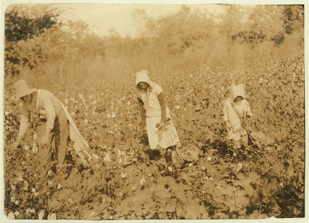Campbell family picking cotton. W.W. Campbell, Route 1, Box 64,…, Oklahoma, 1916