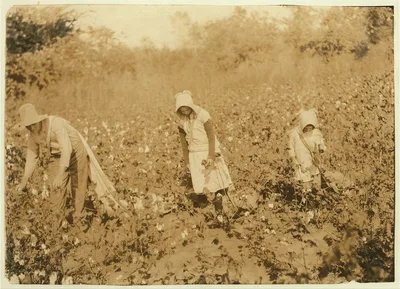 Campbell family picking cotton. W.W. Campbell, Route 1, Box 64,…, Oklahoma, 1916