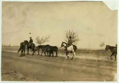[Bartrum Choate, a 12-year-old boy driving colts to town. Works for…, Oklahoma, 1917