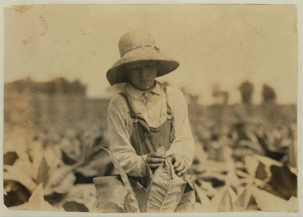 Ora Fugate, 10 years old worming tobacco. They said they do not worm…, Kentucky, 1916