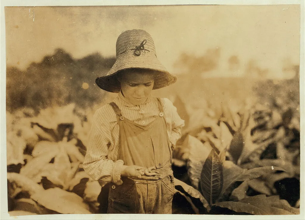 Ora Fugate, 10 years old worming tobacco. They said they do not worm…, Kentucky, 1916