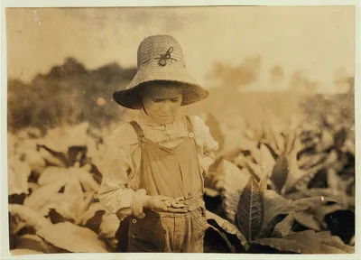 Ora Fugate, 10 years old worming tobacco. They said they do not worm…, Kentucky, 1916