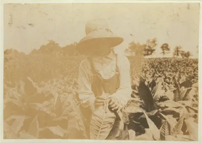 Ora Fugate,10 years old worming tobacco, They said they do not worm…, Kentucky, 1916