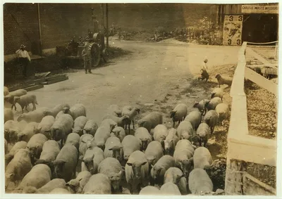 "Driving boy" driving sheep into the sheep pens at Carlisle. …, Kentucky, 1916