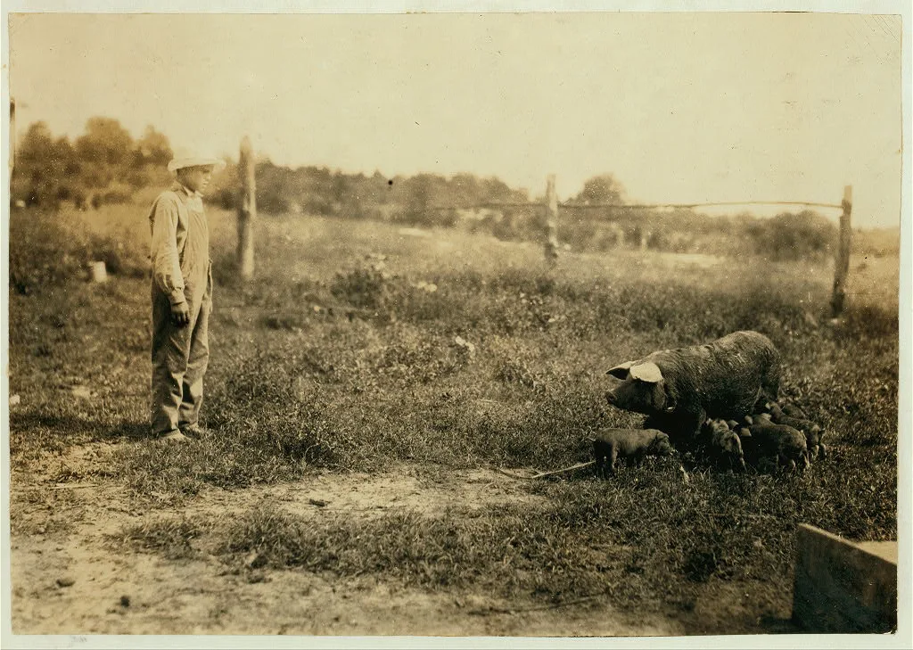 Homer Hunt tending pigs. See 4421 and 4422. Location: Rockcastle…, Kentucky, 1916