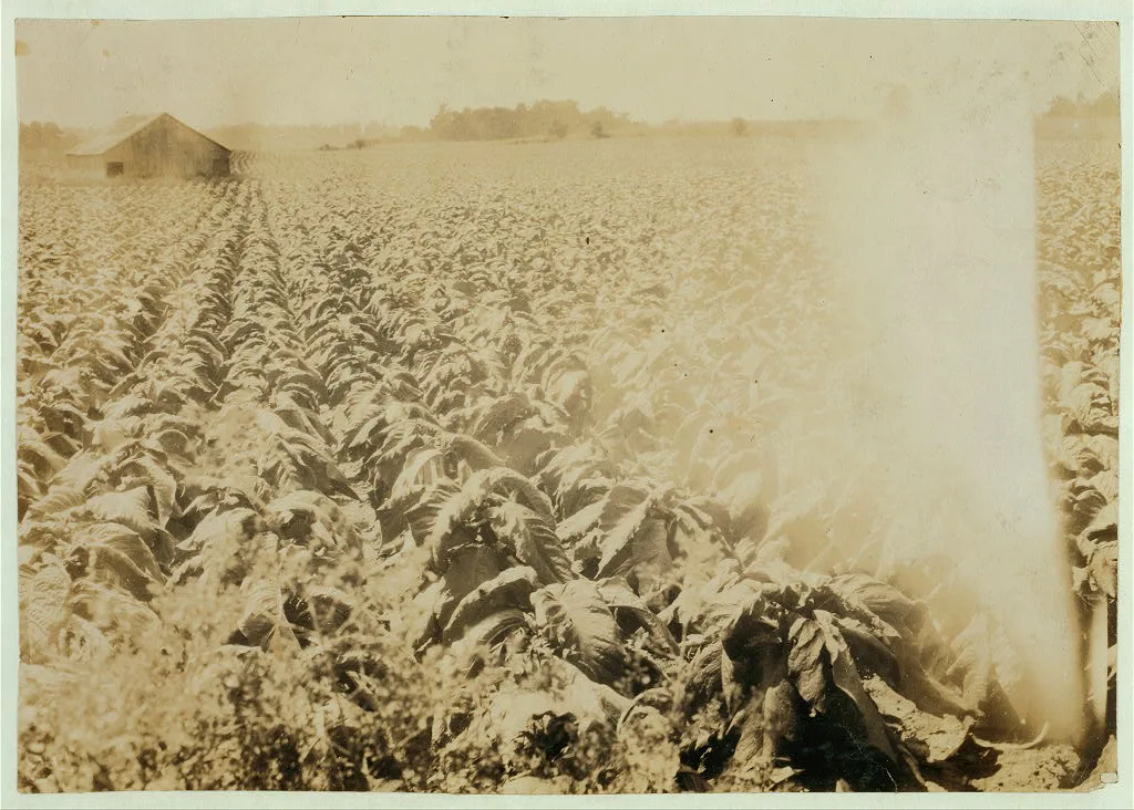 Workers scattered all around but lost in the foliage. Tobacco farm of…, Kentucky, 1916
