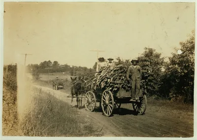 Hauling tobacco.  Location: Hebbardsville [vicinity], Kentucky, 1916