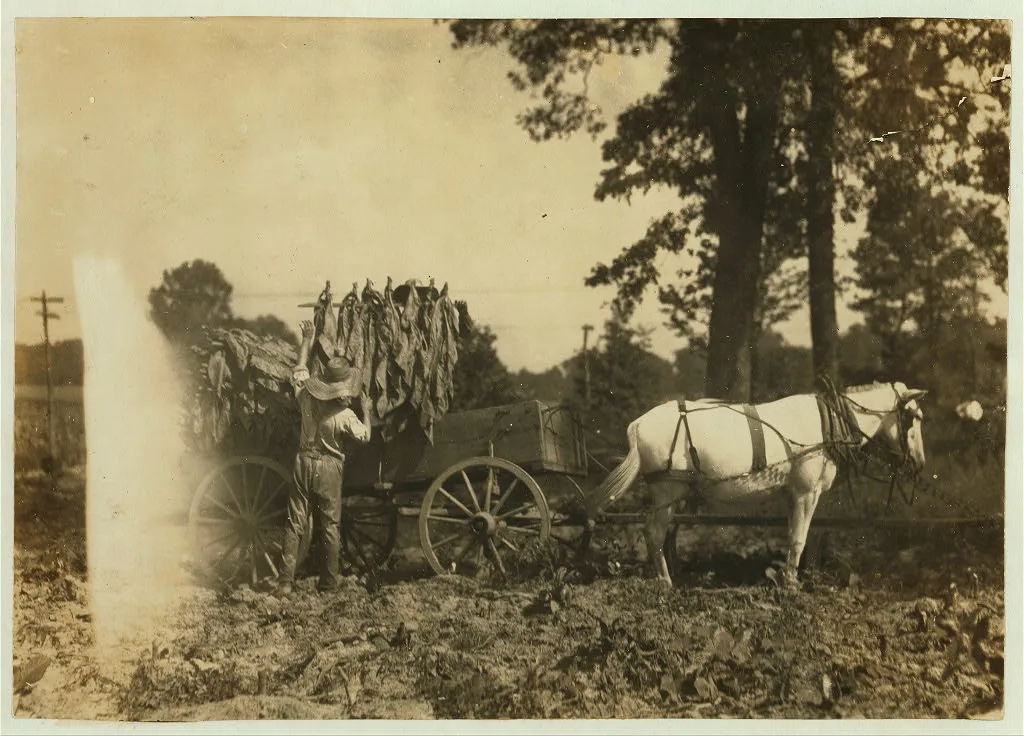 Boy 18 years old and father A.W. Galloway, R. 1, loading tobacco. …, Kentucky, 1916