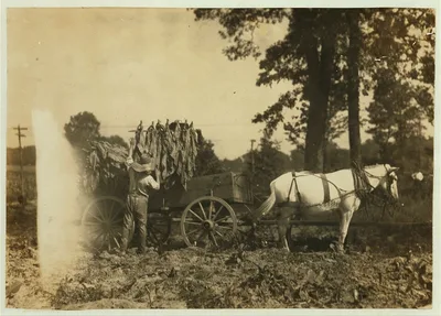 Boy 18 years old and father A.W. Galloway, R. 1, loading tobacco. …, Kentucky, 1916
