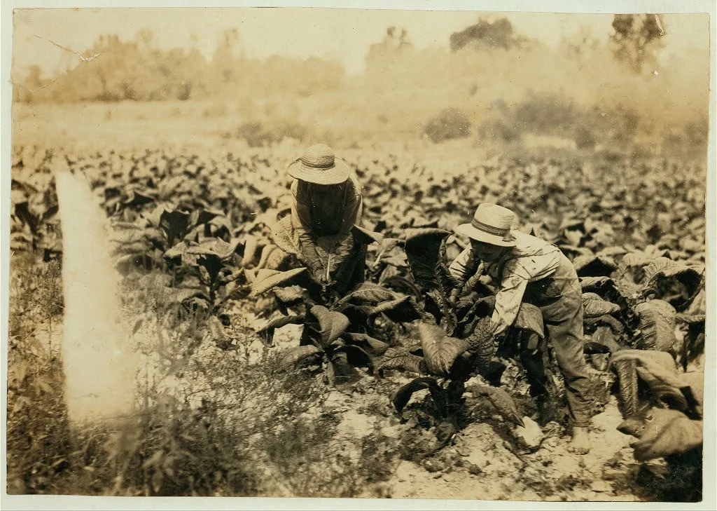 Hayward and Harry Bentley suckering the tobacco.  Location:…, Kentucky, 1916