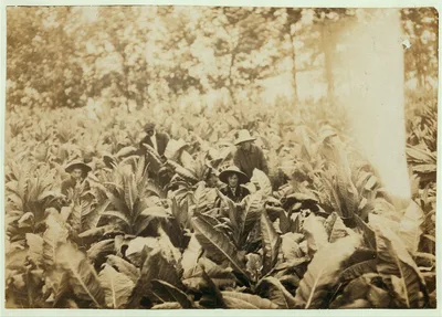 Photograph from 1916: Suckering tobacco on Lowe farm. Lewis W. Hine.…