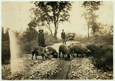 "Driving boy" taking pigs to market. Says he is 14 years old and has…, Kentucky, 1916