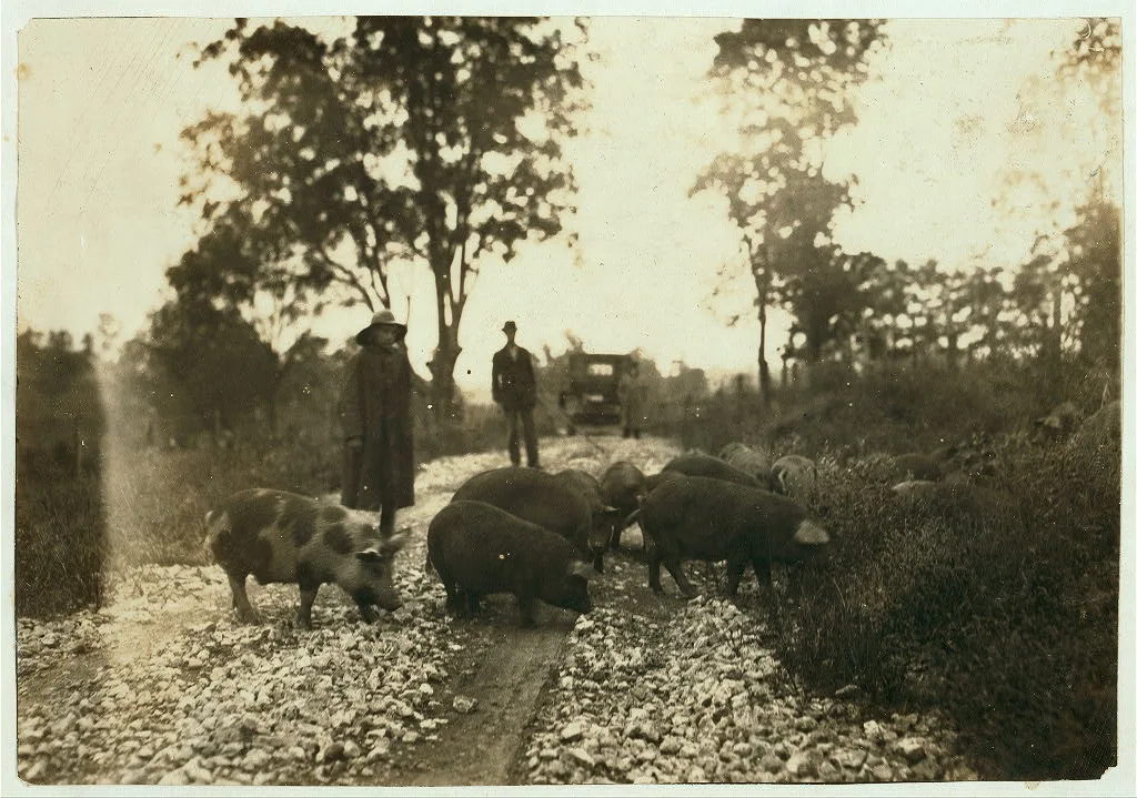 "Driving boy" taking pigs to market. Says he is 14 years old and has…, Kentucky, 1916