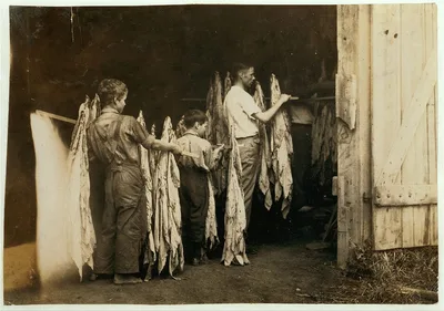 Housing tobacco in barn of W.L. Fugate. Will go to Schoolsville…, Kentucky, 1916