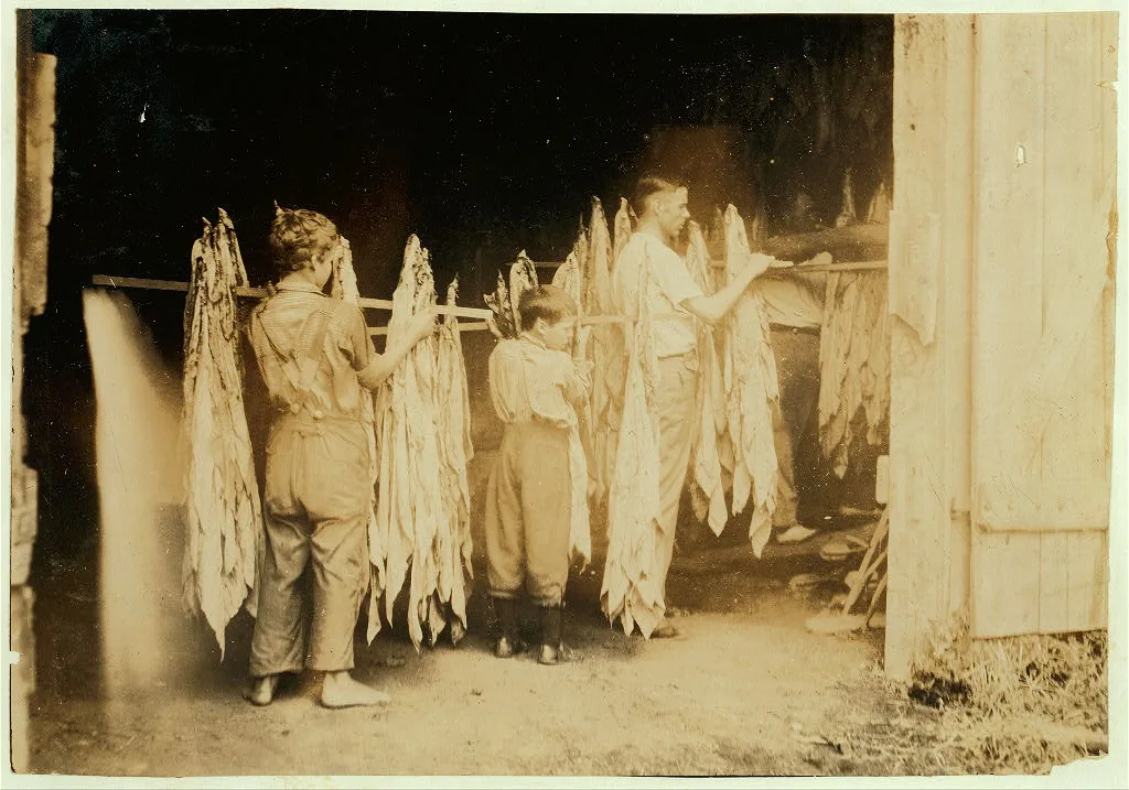 Housing tobacco in barn of W.L. Fugate. Will go to Schoolsville…, Kentucky, 1916