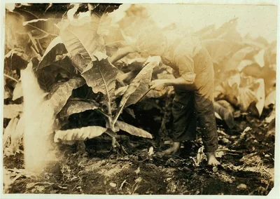 Willie Fugate cutting tobacco. See 4489.  Location: Hedges Station,…, Kentucky, 1916