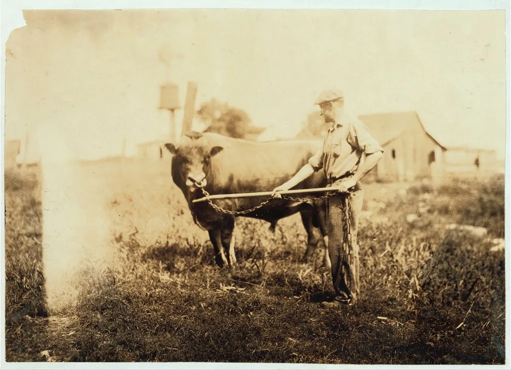 Dairyman.  Location: Kentucky, 1916