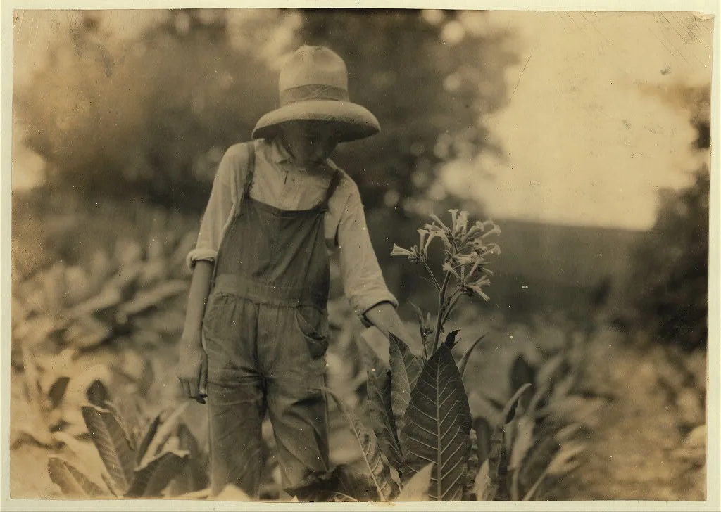 George Barbee, 13 years old topping. Lives near Bell School. …, Kentucky, 1916