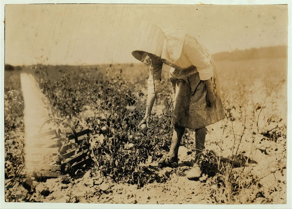 11-year old girl picking tomatoes on farm of W.T. Hill.  Location:…, Missouri, 1916