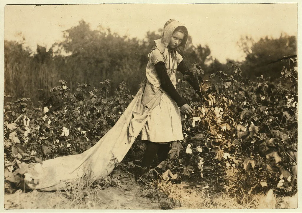 [Callie Campbell, 11 years old, picks 75 to 125 pounds of cotton a…, Oklahoma, 1916