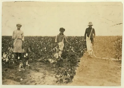 Johnnie, Carrie and Jim Davenport picking cotton for Mr. J.P. Daws,…, Oklahoma, 1916
