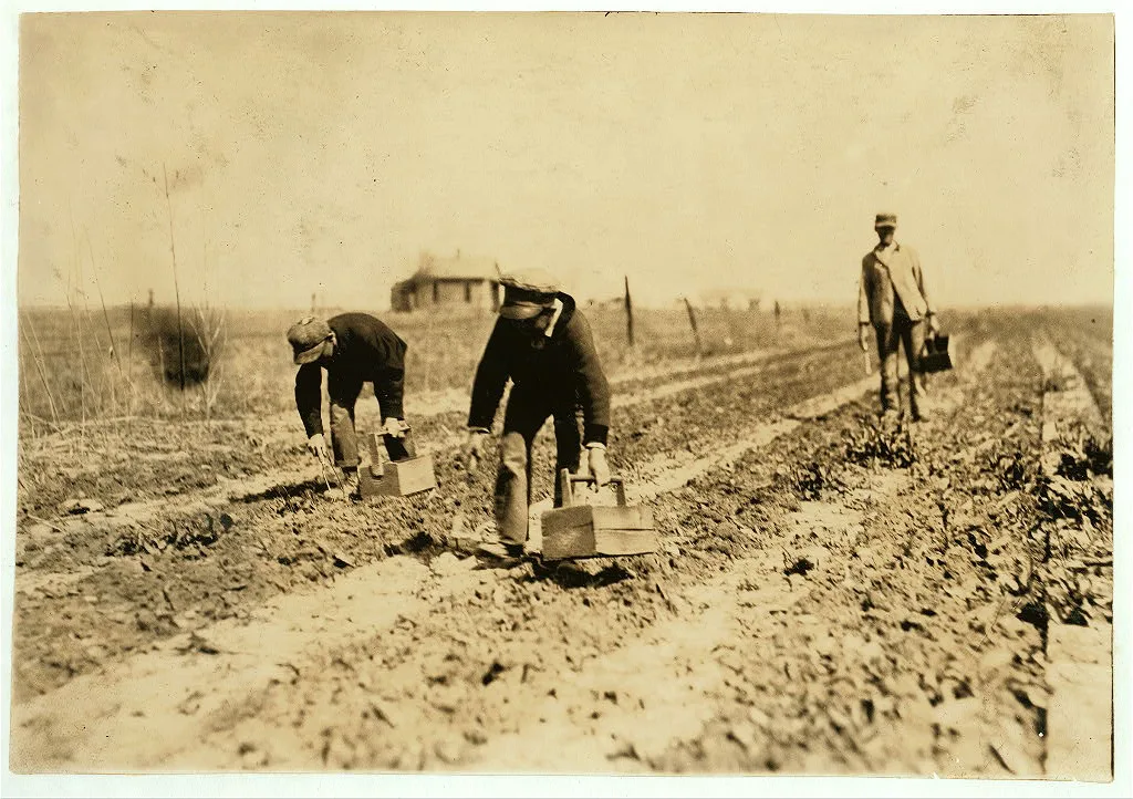 13 and 14-year old boys (the youngest) cutting asparagus on farm near…, Oklahoma, 1917