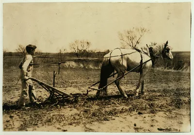 Herschel Bonham, Route A, Box 118, an 11-year-old boy cultivating…, Oklahoma, 1917