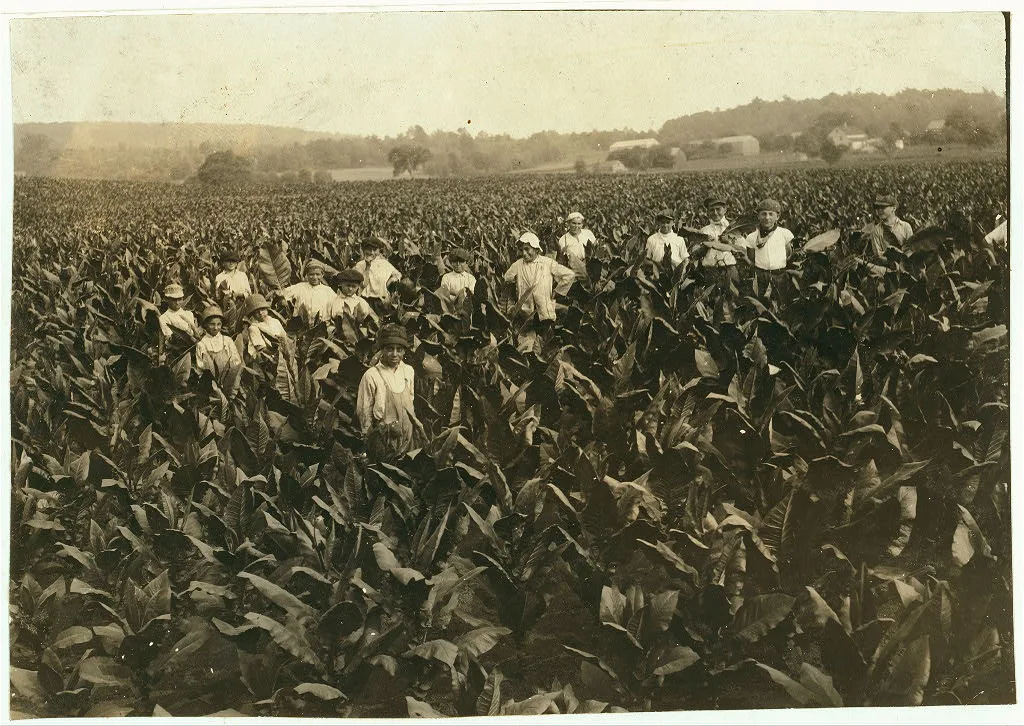 Field-workers, Goodrich Tobacco Farm, near Gildersleeve, Conn. See…, Connecticut, 1917